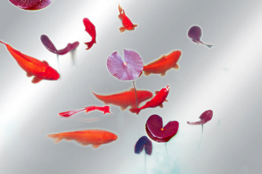 Koi Pond - Alu Dibond Image